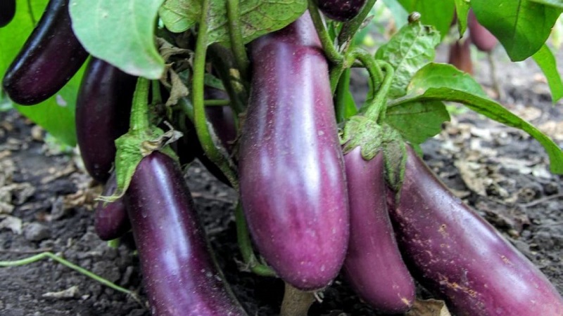 Unprätentiöse Robin Hood Aubergine - Ideal für Anfänger