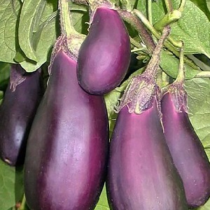 Unprätentiöse Robin Hood Aubergine - Ideal für Anfänger