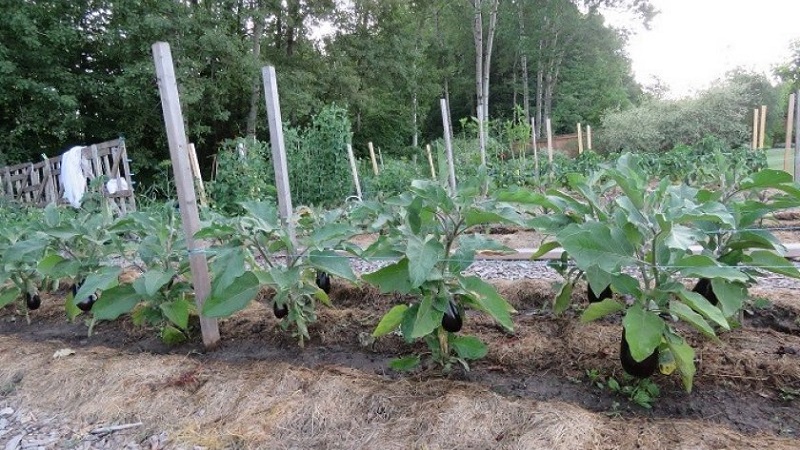 Unprätentiöse Robin Hood Aubergine - Ideal für Anfänger