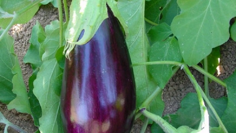 Unprätentiöse Robin Hood Aubergine - Ideal für Anfänger