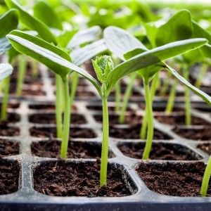 Zwischensaison Gurke von Bienen bestäubt Frühling von moldauischen Züchtern