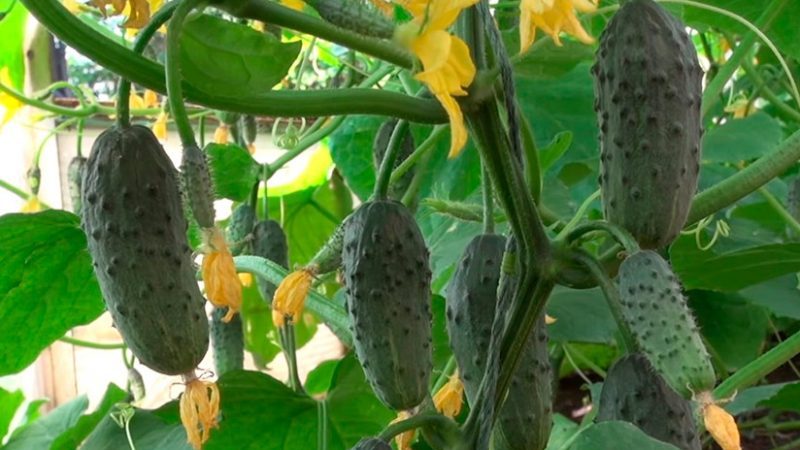 Erstaunliche Ausbeute an Kolibri-Gurke für Gurken und frischen Verzehr