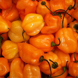 Wie man Habanero-Peperoni anbaut und diese Komponente beim Kochen richtig verwendet