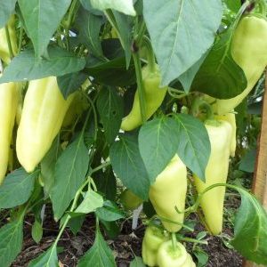 So züchten Sie Paprika Schneefall auf Ihrer Website: Schritt-für-Schritt-Anleitungen und Expertenbewertungen