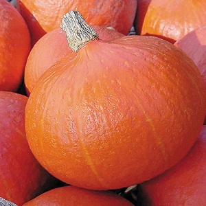 Why Farmers Love Orange Summer Pumpkin So Much: A Hybrid, Easy Care And Indispensable In Cooking