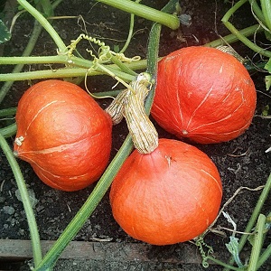 Why Farmers Love Orange Summer Pumpkin So Much: A Hybrid, Easy Care And Indispensable In Cooking