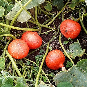 Why Farmers Love Orange Summer Pumpkin So Much: A Hybrid, Easy Care And Indispensable In Cooking