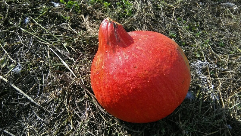 Why Farmers Love Orange Summer Pumpkin So Much: A Hybrid, Easy Care And Indispensable In Cooking