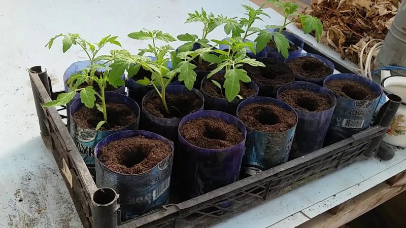 Fehler beim Anbau von Tomaten korrigieren: Warum wachsen Tomaten nicht in einem Gewächshaus und was tun?