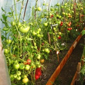 Warum Tomaten reifen, wenn sie in einem Gewächshaus reif sind: Identifizieren Sie die Ursache und bekämpfen Sie sie effektiv