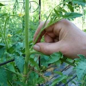 Warum Tomaten reifen, wenn sie in einem Gewächshaus reif sind: Identifizieren Sie die Ursache und bekämpfen Sie sie effektiv