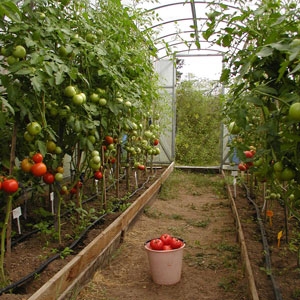 Warum Tomaten reifen, wenn sie in einem Gewächshaus reif sind: Identifizieren Sie die Ursache und bekämpfen Sie sie effektiv