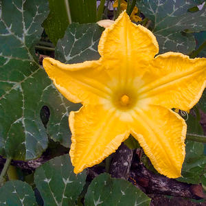 Warum verrottet Kürbis im Garten, was ist mit diesem Problem zu tun und wie kann sein Auftreten verhindert werden?