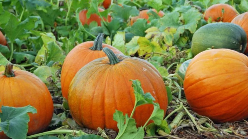 Warum verrottet Kürbis im Garten, was ist mit diesem Problem zu tun und wie kann sein Auftreten verhindert werden?