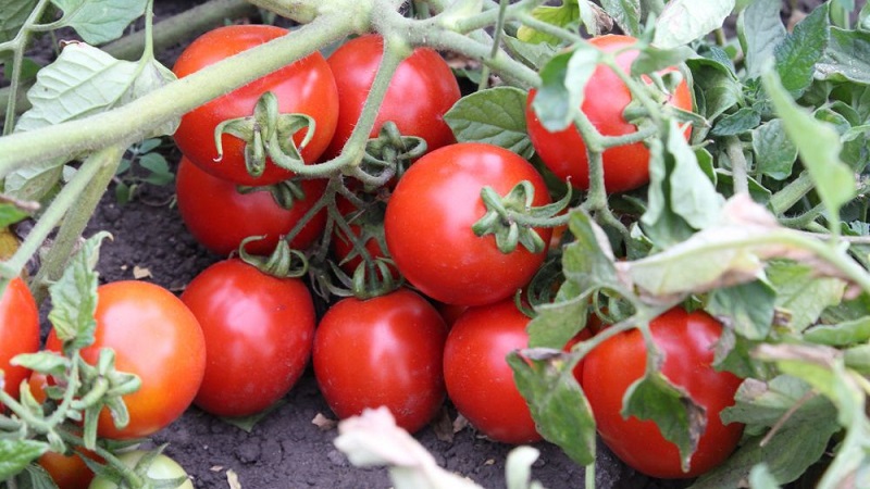 Ein Geschenk sibirischer Züchter - ein Tomaten-Landsmann: eine Beschreibung der Sorte und der Regeln für ihren Anbau