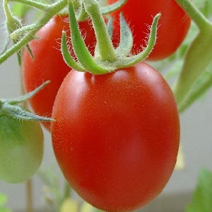 Ein Geschenk sibirischer Züchter - ein Tomaten-Landsmann: eine Beschreibung der Sorte und der Regeln für ihren Anbau