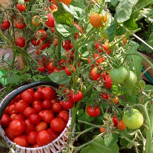 Ein Geschenk sibirischer Züchter - ein Tomaten-Landsmann: eine Beschreibung der Sorte und der Regeln für ihren Anbau