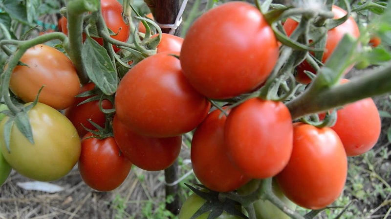 Ein Geschenk sibirischer Züchter - ein Tomaten-Landsmann: eine Beschreibung der Sorte und der Regeln für ihren Anbau