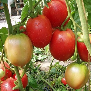 Ein Geschenk sibirischer Züchter - ein Tomaten-Landsmann: eine Beschreibung der Sorte und der Regeln für ihren Anbau