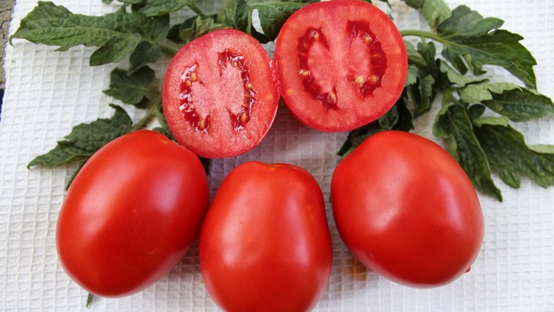 Ein Geschenk sibirischer Züchter - ein Tomaten-Landsmann: eine Beschreibung der Sorte und der Regeln für ihren Anbau