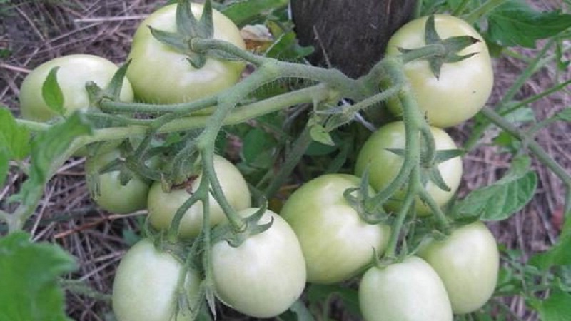 Ein Geschenk sibirischer Züchter - ein Tomaten-Landsmann: eine Beschreibung der Sorte und der Regeln für ihren Anbau