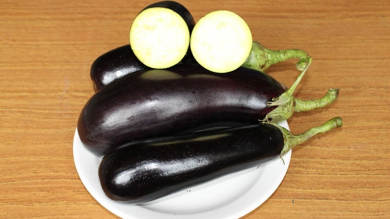 Ein Geschenk moderner Züchter - Fabina f1 Aubergine mit großen Früchten und beeindruckenden Erträgen