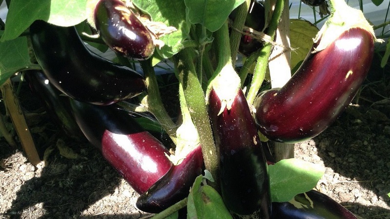 Ein Geschenk moderner Züchter - Fabina f1 Aubergine mit großen Früchten und beeindruckenden Erträgen