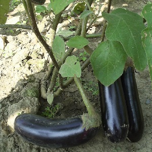 Ein Geschenk moderner Züchter - Fabina f1 Aubergine mit großen Früchten und beeindruckenden Erträgen