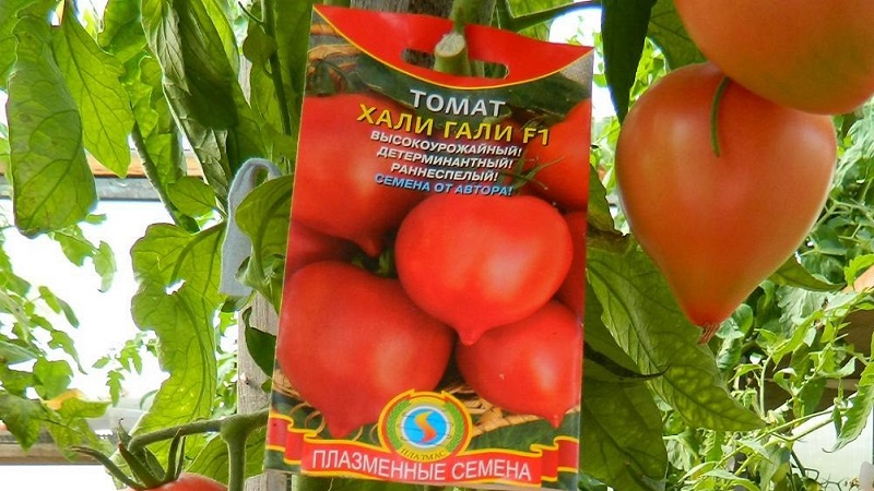 Kami mendapat hasil panen dengan tomato Hali Gali: peretasan hidup tukang kebun dan peraturan asas untuk menjaga kacukan