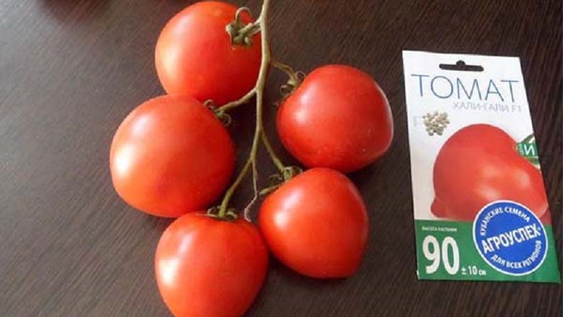 Kami mendapat hasil panen dengan tomato Hali Gali: peretasan hidup tukang kebun dan peraturan asas untuk menjaga kacukan