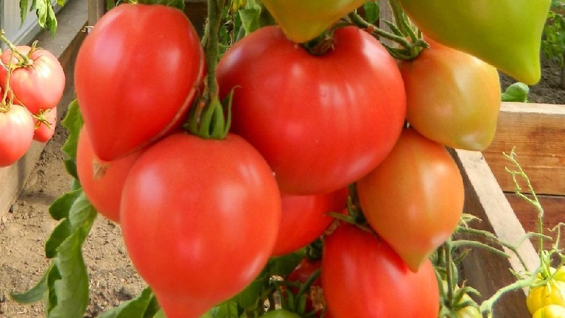 Kami mendapat hasil panen dengan tomato Hali Gali: peretasan hidup tukang kebun dan peraturan asas untuk menjaga kacukan