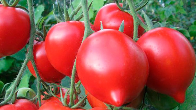 Kami mendapat hasil panen dengan tomato Hali Gali: peretasan hidup tukang kebun dan peraturan asas untuk menjaga kacukan