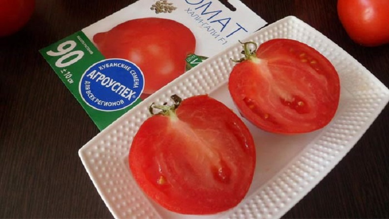 Kami mendapat hasil panen dengan tomato Hali Gali: peretasan hidup tukang kebun dan peraturan asas untuk menjaga kacukan