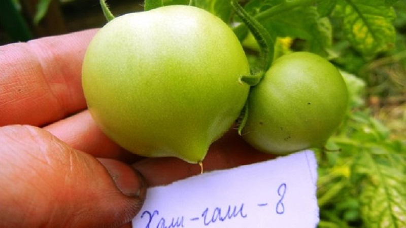 Kami mendapat hasil panen dengan tomato Hali Gali: peretasan hidup tukang kebun dan peraturan asas untuk menjaga kacukan