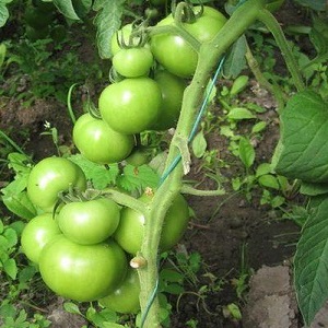 Kami mendapat hasil panen dengan tomato Hali Gali: peretasan hidup tukang kebun dan peraturan asas untuk menjaga kacukan