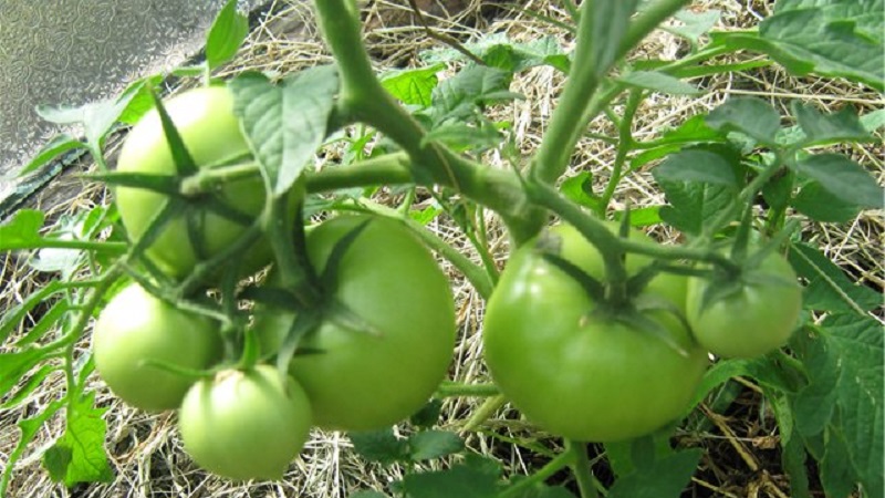 Wir bekommen eine Rekordernte mit Hali Gali-Tomaten: Lebenshacks von Gärtnern und Grundregeln für die Pflege eines Hybriden