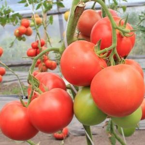 Woran können Sie sich bei Masterpiece-Tomaten erinnern und wie können Sie eine anständige Ernte erzielen?