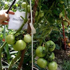 Woran können Sie sich bei Masterpiece-Tomaten erinnern und wie können Sie eine anständige Ernte erzielen?