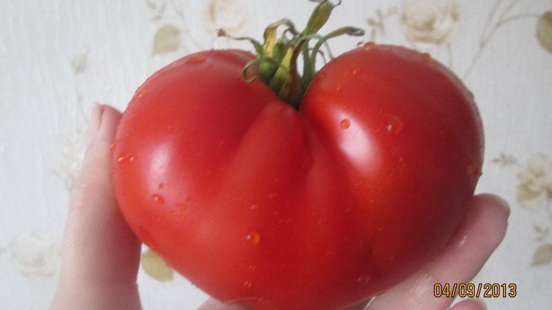 Woran können Sie sich bei Masterpiece-Tomaten erinnern und wie können Sie eine anständige Ernte erzielen?