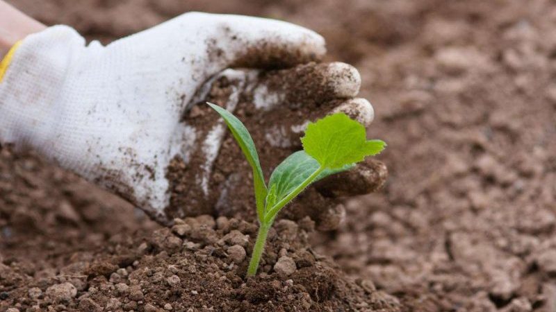 Schritt-für-Schritt-Technologie für den Anbau von Zucchini in einem Gewächshaus: Wir halten uns an die Regeln und genießen das Ergebnis