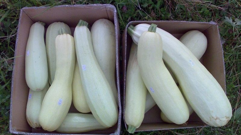 Schritt-für-Schritt-Technologie für den Anbau von Zucchini in einem Gewächshaus: Wir halten uns an die Regeln und genießen das Ergebnis