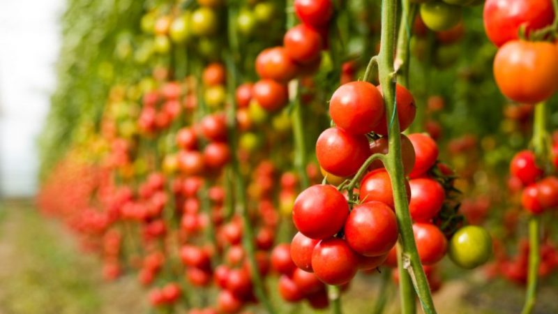 Eine Schritt-für-Schritt-Anleitung zum Anbau von Kirschtomaten: Befolgen Sie die Regeln und erzielen Sie eine großartige Ernte