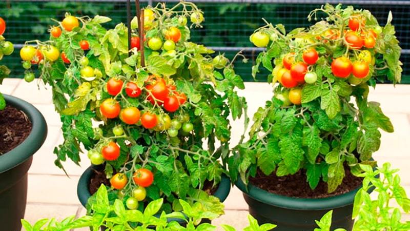 Eine Schritt-für-Schritt-Anleitung zum Anbau von Kirschtomaten: Befolgen Sie die Regeln und erzielen Sie eine großartige Ernte