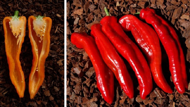 The record holder for the content of vitamins is Ramiro sweet pepper with an exotic appearance