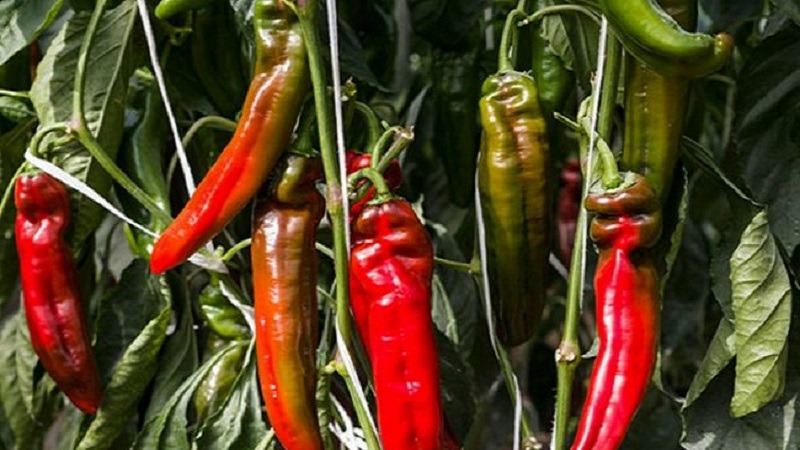 The record holder for the content of vitamins is Ramiro sweet pepper with an exotic appearance