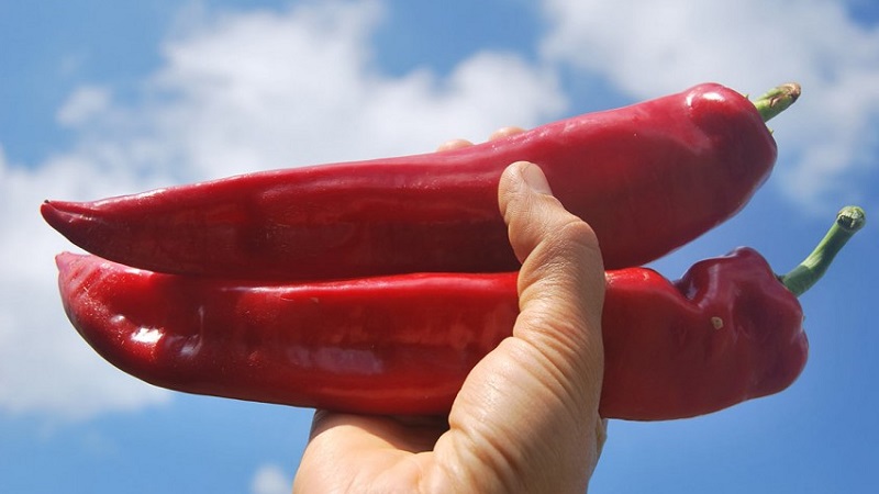 The record holder for the content of vitamins is Ramiro sweet pepper with an exotic appearance