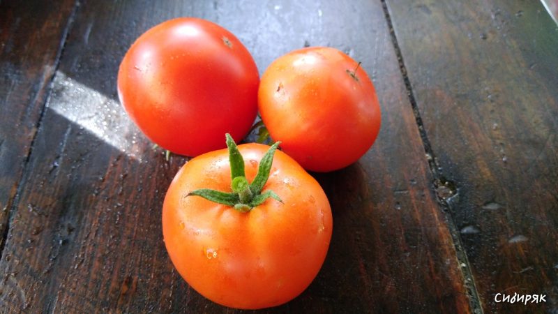 Die Sibiryak-Tomate ist hartnäckig und nicht launisch in ihrer Pflege und eignet sich ideal für den Anbau in Regionen mit rauem Klima