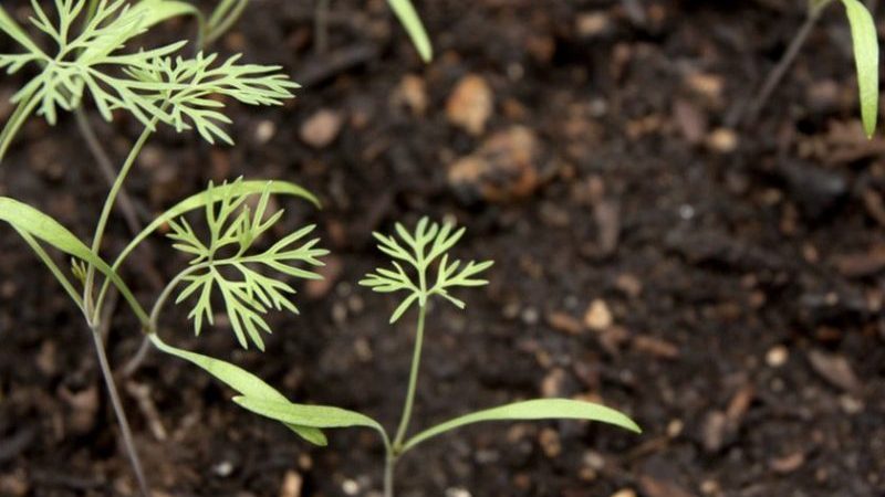 Wie viel Dill wächst auf freiem Feld und wie kann der Prozess beschleunigt werden?