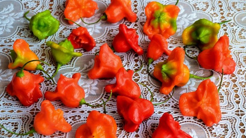 Kombinieren Sie gegensätzliche Geschmäcker und eine blütenartige, erstaunliche Vielfalt an Paprika