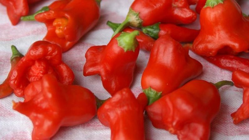 Kombinieren Sie gegensätzliche Geschmäcker und eine blütenartige, erstaunliche Vielfalt an Paprika